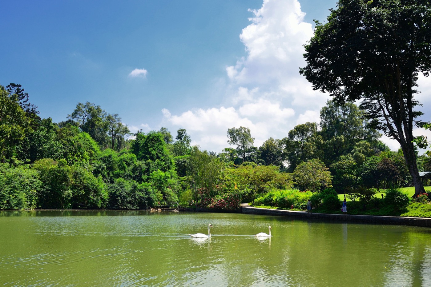 Cisnes en una laguna rodeada de árboles en el Botanic Gardens.