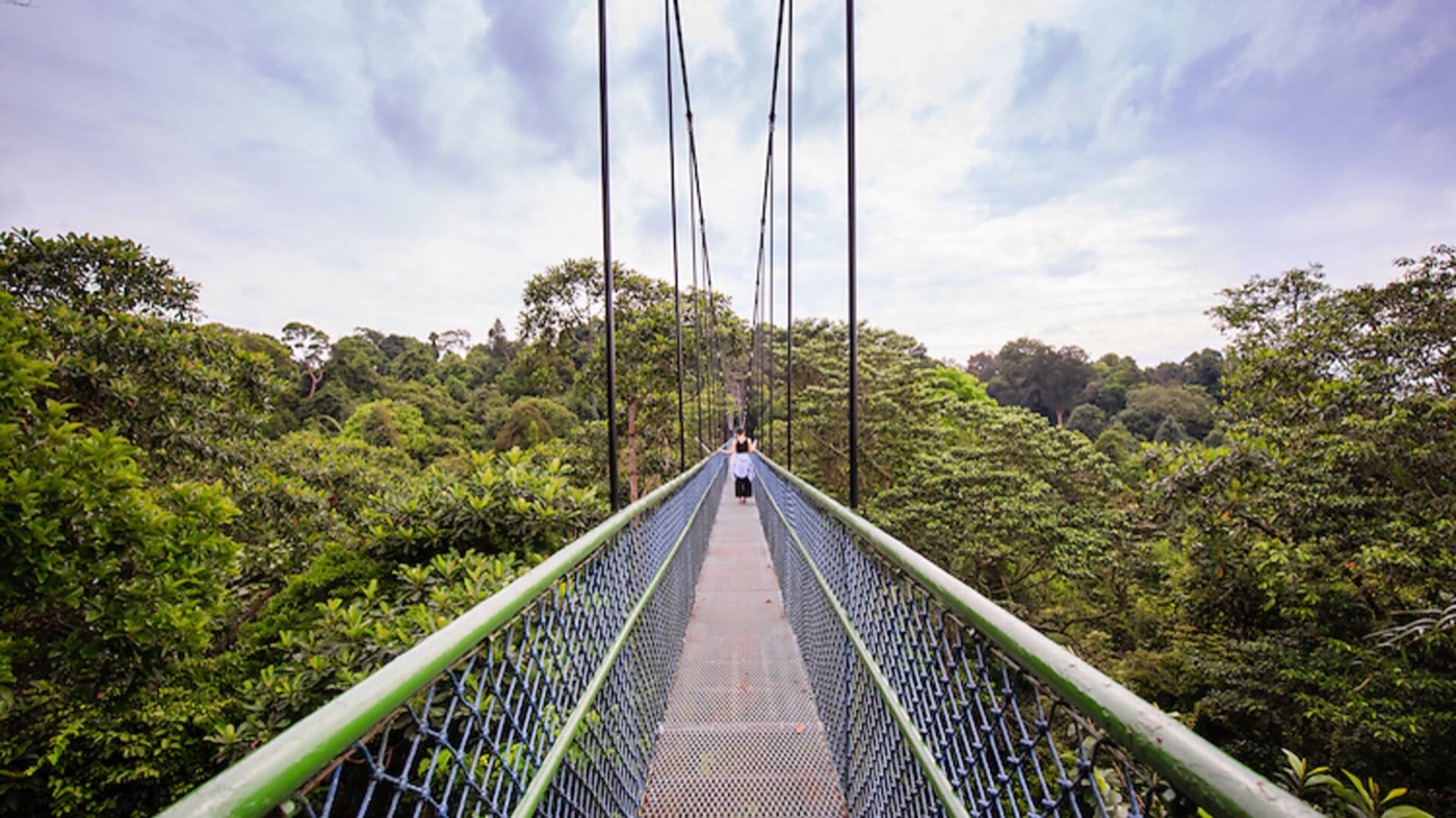 El puente del TreeTop Walk sobre los árboles de MacRitchie.