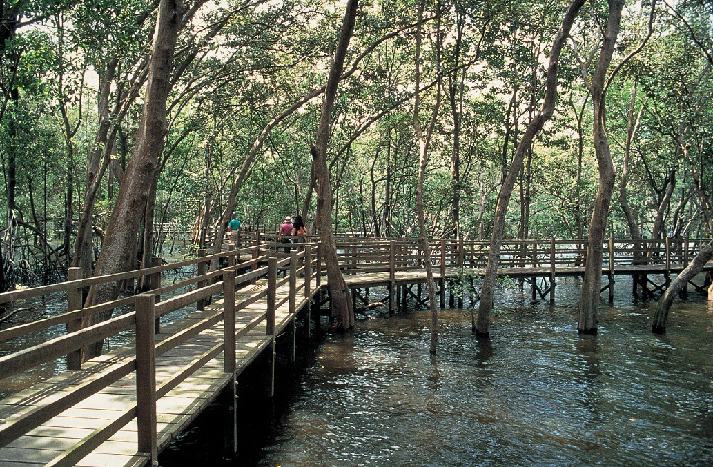 Un camino de madera entre los manglares de Sungei Buloh.