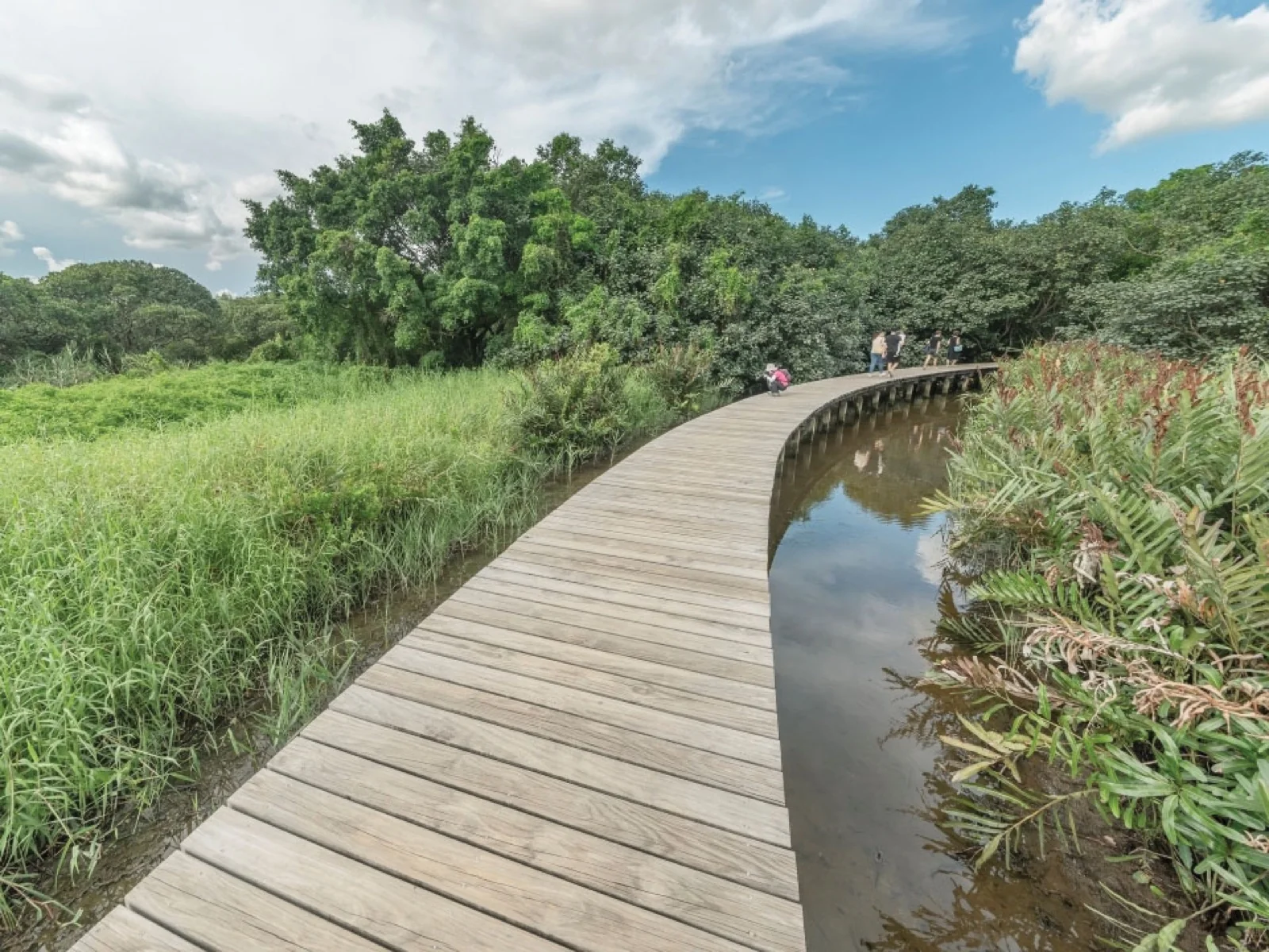 Pasarela y vegetación de Hong Kong Wetland Park